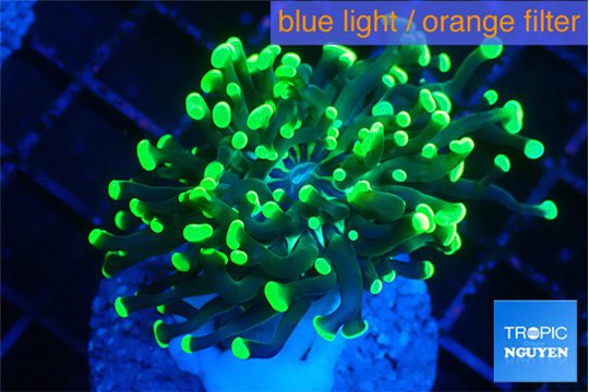 Euphyllia paraancora glow tip 3-4 cm WYSIWYG acclimaté