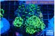 Euphyllia paraancora mix color garden premium 8-15 cm WYSIWYG acclimaté