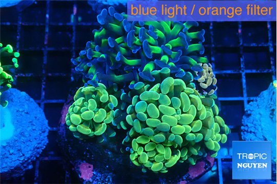 Euphyllia paraancora mix color garden premium 8-15 cm WYSIWYG acclimaté