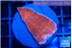 Montipora red cap 2-3 cm WYSIWYG acclimaté