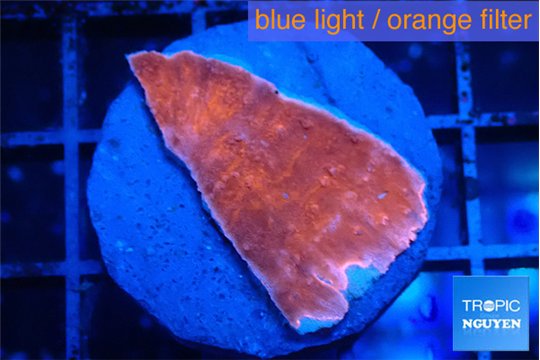 Montipora red cap 2-3 cm WYSIWYG acclimaté