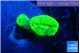 Caulastrea neon green 2 polyps WYSIWYG acclimaté