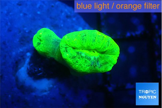 Caulastrea neon green 2 polyps WYSIWYG acclimaté