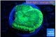 Favia green moon 3-4 cm WYSIWYG acclimaté