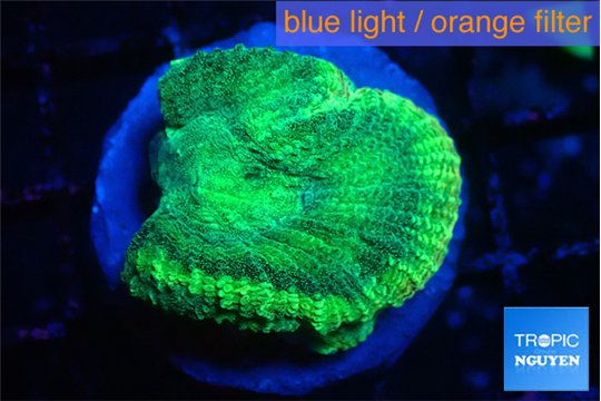 Favia green moon 3-4 cm WYSIWYG acclimaté