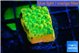 Montipora kungpao sunset phoenix 3-4 cm WYSIWYG acclimaté