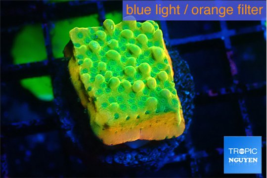 Montipora kungpao sunset phoenix 3-4 cm WYSIWYG acclimaté