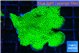 Montipora green 4-6 cm WYSIWYG acclimaté