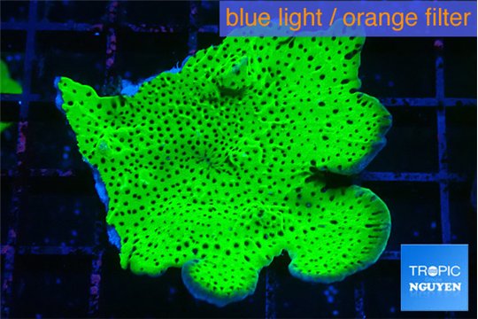 Montipora green 4-6 cm WYSIWYG acclimaté