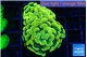 Euphyllia paraancora electro 4-6 cm WYSIWYG acclimaté
