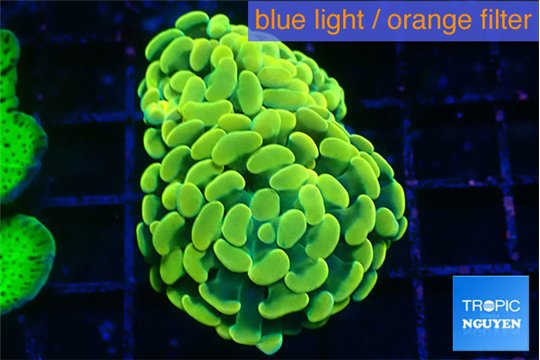 Euphyllia paraancora electro 4-6 cm WYSIWYG acclimaté