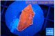 Montipora red cap 2-3 cm WYSIWYG acclimaté