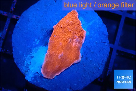 Montipora red cap 2-3 cm WYSIWYG acclimaté