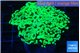 Euphyllia paraancora glow tip 5-8 cm WYSIWYG acclimaté