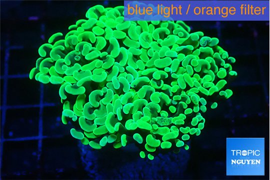 Euphyllia paraancora glow tip 5-8 cm WYSIWYG acclimaté