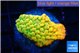Montipora kungpao sunset phoenix 3-4 cm WYSIWYG acclimaté