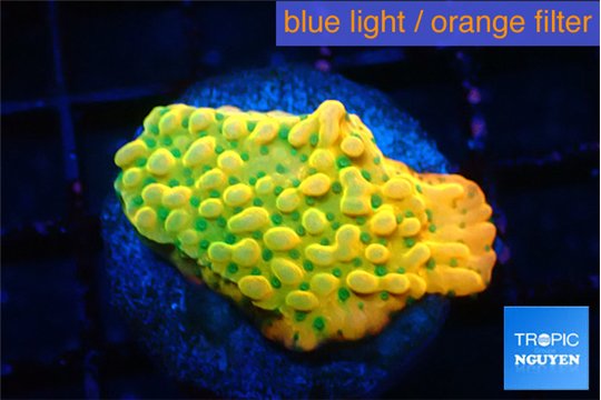 Montipora kungpao sunset phoenix 3-4 cm WYSIWYG acclimaté