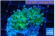 Euphyllia paraancora golden purple 4-6 cm WYSIWYG acclimaté