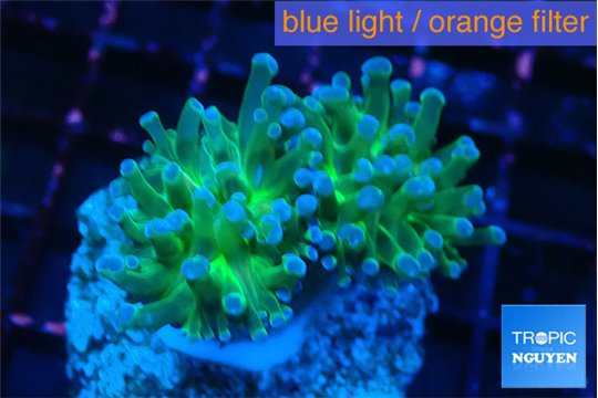 Euphyllia paraancora golden purple 4-6 cm WYSIWYG acclimaté