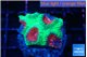 Favia red green monster 2-3 cm WYSIWYG acclimaté