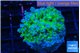 Euphyllia paradivisa green purple 4-6 cm WYSIWYG acclimaté