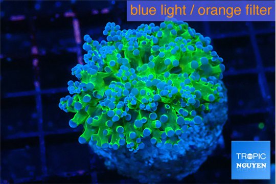 Euphyllia paradivisa green purple 4-6 cm WYSIWYG acclimaté