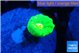 Caulastrea neon green 1 polyp WYSIWYG acclimaté