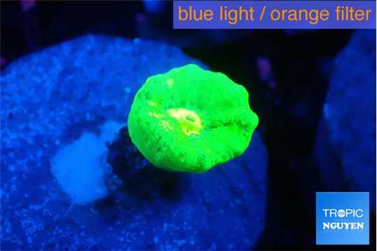 Caulastrea neon green 1 polyp WYSIWYG acclimaté