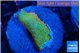Montipora red fire forest 2-3 cm WYSIWYG acclimaté