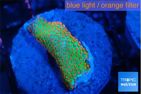 Montipora red fire forest 2-3 cm WYSIWYG acclimaté