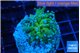 Euphyllia paraancora golden purple 2-4 cm WYSIWYG acclimaté