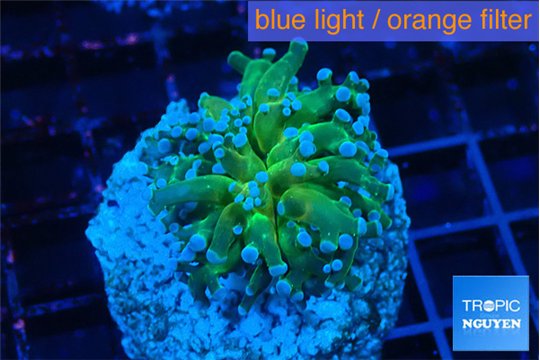 Euphyllia paraancora golden purple 2-4 cm WYSIWYG acclimaté