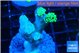 Euphyllia paraancora neon 2-5 cm WYSIWYG acclimaté