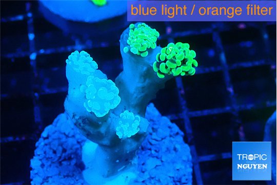 Euphyllia paraancora neon 2-5 cm WYSIWYG acclimaté