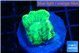 Favia green moon 2-3 cm WYSIWYG acclimaté