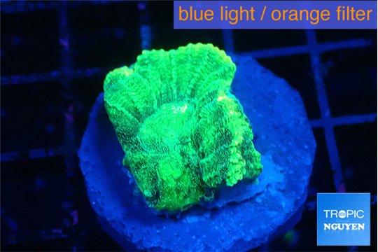 Favia green moon 2-3 cm WYSIWYG acclimaté