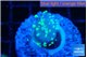 Euphyllia paraancora neon 2-3 cm WYSIWYG acclimaté