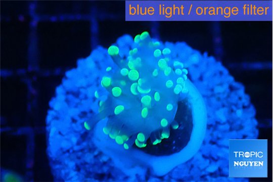 Euphyllia paraancora neon 2-3 cm WYSIWYG acclimaté