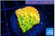 Montipora kungpao sunset phoenix 2-3 cm WYSIWYG acclimaté