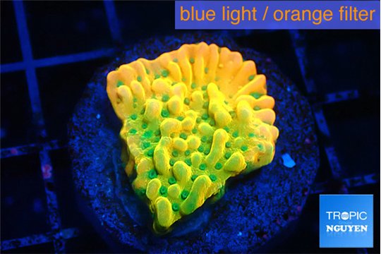 Montipora kungpao sunset phoenix 2-3 cm WYSIWYG acclimaté