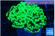Euphyllia paraancora glow tip 4-7 cm WYSIWYG acclimaté