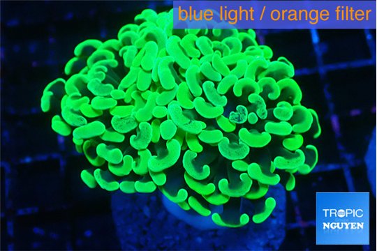 Euphyllia paraancora glow tip 4-7 cm WYSIWYG acclimaté