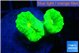 Caulastrea neon green 2 polyps WYSIWYG acclimaté