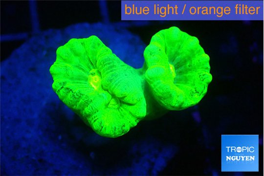 Caulastrea neon green 2 polyps WYSIWYG acclimaté
