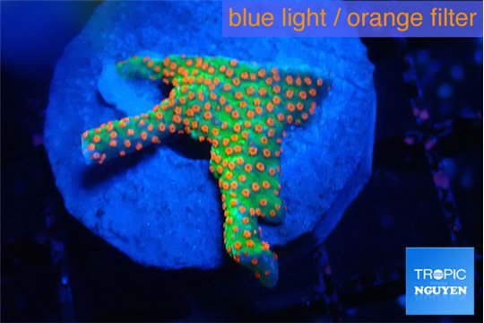 Montipora red fire forest 2-3 cm WYSIWYG acclimaté