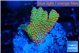 Montipora red fire forest 2-3 cm WYSIWYG acclimaté