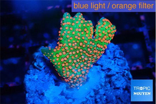 Montipora red fire forest 2-3 cm WYSIWYG acclimaté