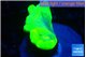 Caulastrea neon green 2 polyps WYSIWYG acclimaté