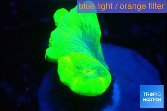 Caulastrea neon green 2 polyps WYSIWYG acclimaté