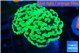 Euphyllia paraancora glow tip 3-6 cm WYSIWYG acclimaté